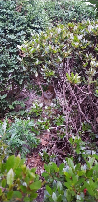 고양이,요정,숨은고양이,귀요미,동물