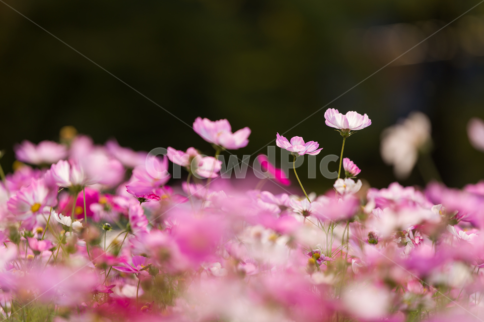 코스모스,가을배경,코스모스배경,꽃배경,cosmos,pink,flower,가을,예쁜꽃배경,꽃,자연,핑크꽃,식물,자연,plants,nature,꽃,flower