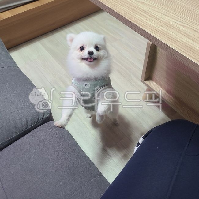 smiling puppy,sofa puppy,form,sunflower puppy,Puppy giving paws,pomeranian,puppy looking at
