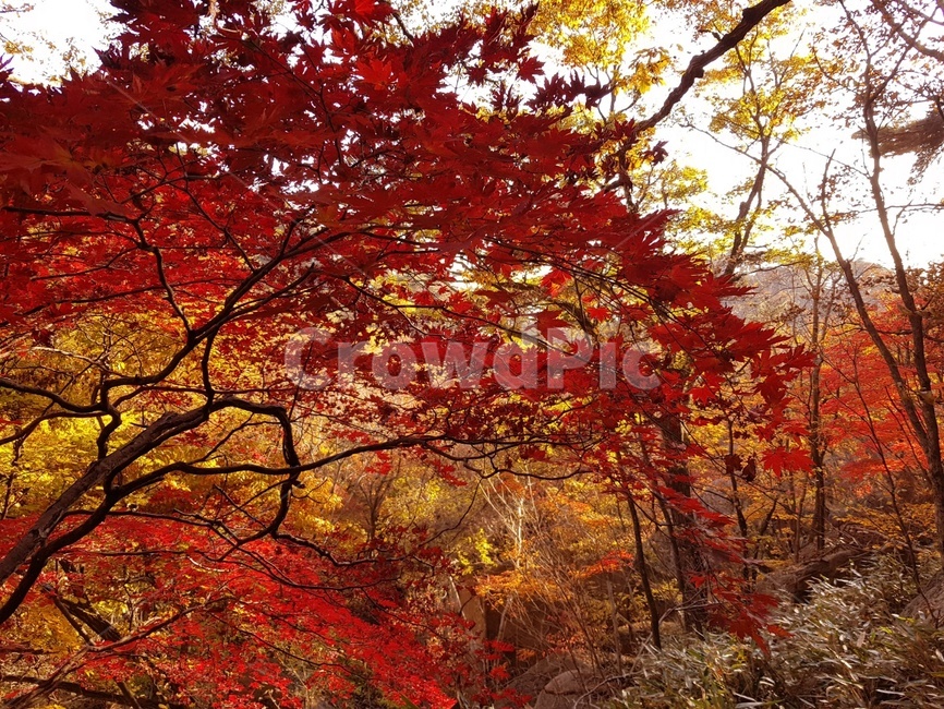 단풍,가을,산,가을단풍,메이플,가을,계절,fall,autumn,season,leaf,잎,plant,식물,tree,나무,maple