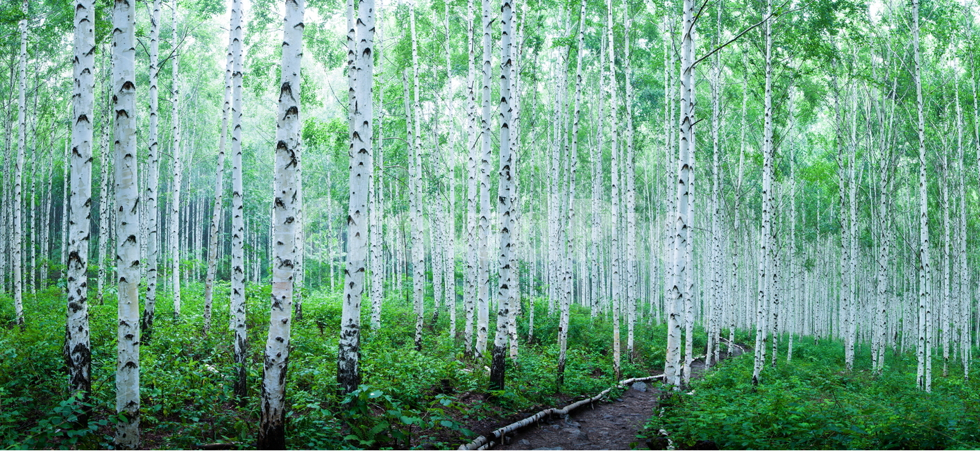 자작나무,자작나무숲,나무,여름숲,birch,tree,자연,풍경,nature,landscape,식물,plants,나무,trees,wood,휴식,힐링,rest,relaxation,healing,plant
