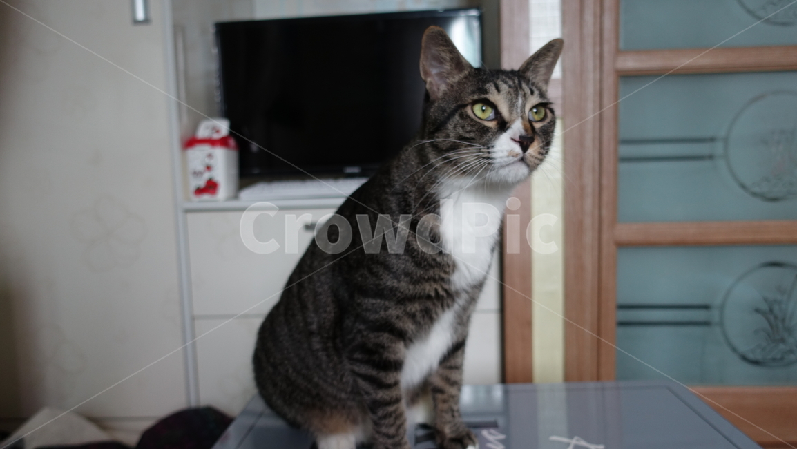 고양이,코숏,코숏고등어,애완동물,동물,동물,animal,포유류,mammal,고양이,cat,kitten,kitty