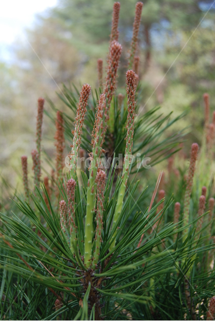 봄,자연,산,도락산,나무,식물,자연,plants,nature
