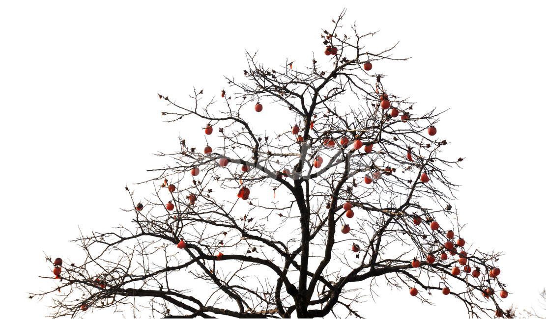 감,감나무,가을,열매,자연,가을,계절,fall,autumn,season,식물,자연,plants,nature,나무,trees,wood,과일,열매,fruit,누끼,remove background,plant
