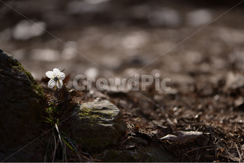 수리산,꽃,변산바람꽃,식물,flower