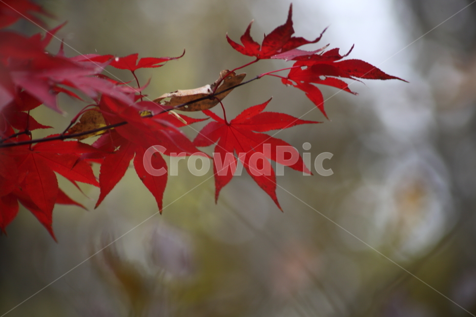 단풍,단풍나무,엽록소,가을,redleaves,가을,계절,fall,autumn,season,식물,자연,plants,nature,plant,leaf,잎,tree,나무