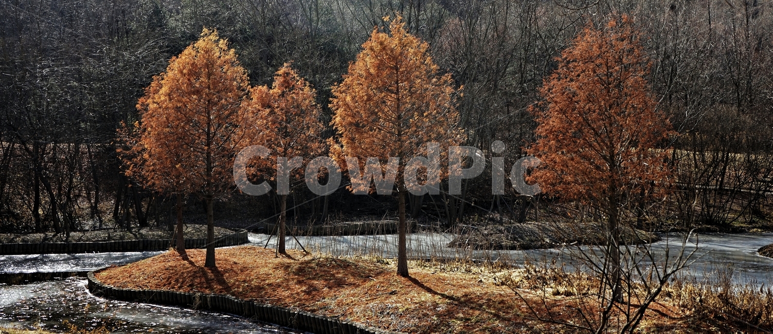 겨울,공원,나무,빛,그림자,얼음,추위,winter,park,season,cold,감성,난지천공원,마포,trees,woods,branch,leafless,가을,계절,fall,autumn,season,자연,풍경,nature,landscape,tree,plant,식물