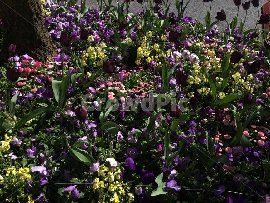 geranium,plant,식물,flower,꽃,제라늄