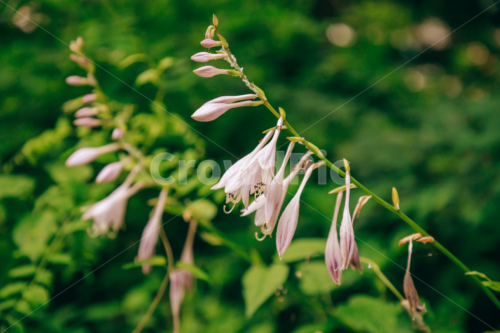 꽃,여름,자연,식물,옥잠화,빛,햇살,햇볕,빛살,아름다운,식물,자연,plants,nature,꽃,flower