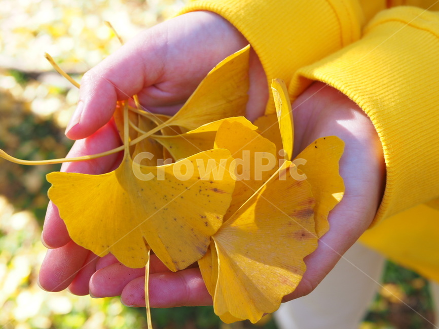 plant,식물,손,사람,은행잎,가을,가을,계절,fall,autumn,season