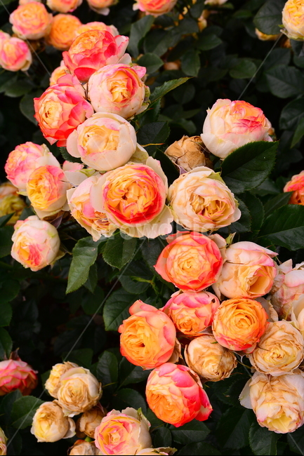 장미,장미꽃,로즈,꽃,아름다움,예쁜,플라워,데코레이션,꽃송이,꽃잎,feeling,rose,flowers,5월,계절의여왕,가시,가든,정원,앞뜰,장미원,장미축제,BEAUTIFUL,plant,garden,꽃밭,수많은,오렌지색장미,식물,자연,plants,nature,꽃,flower