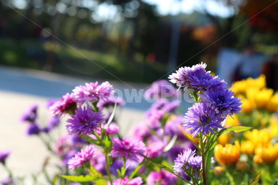 꽃,국화,국화꽃,식물,자연,소국화,야생화,식물,자연,plants,nature,꽃,flower