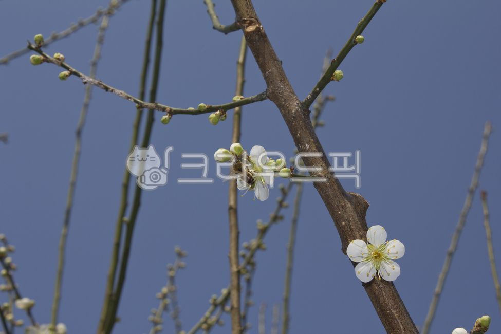 fresh flower,plum,flowers,white flower,nature,tree,plum tree,spring flower,plum flower,branch,flower,spring,bud,white,closeup,plant,twig,plum blossom