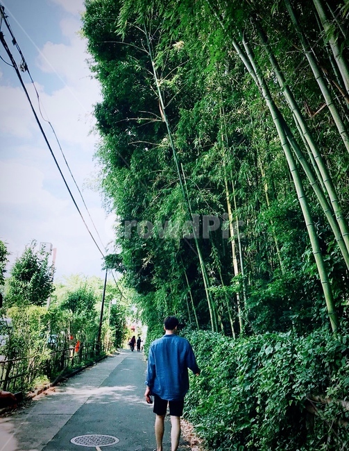 대나무숲,자연,여름,인물,산책