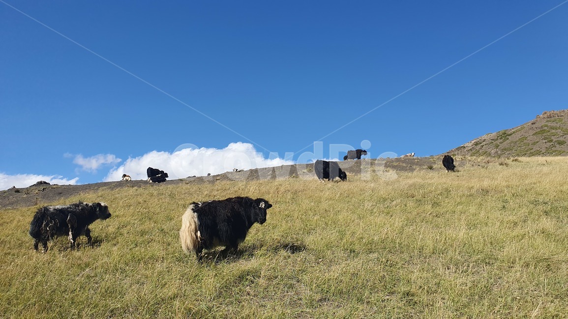 목초지,grassland,outdoors,nature,cattle,가축,소,cow,야크,동물,animal,포유류,mammal