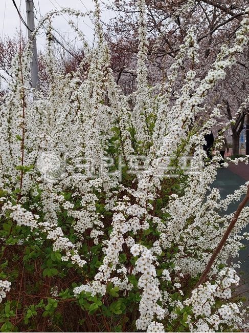 vegetation,초목,flower,꽃,봄꽃
