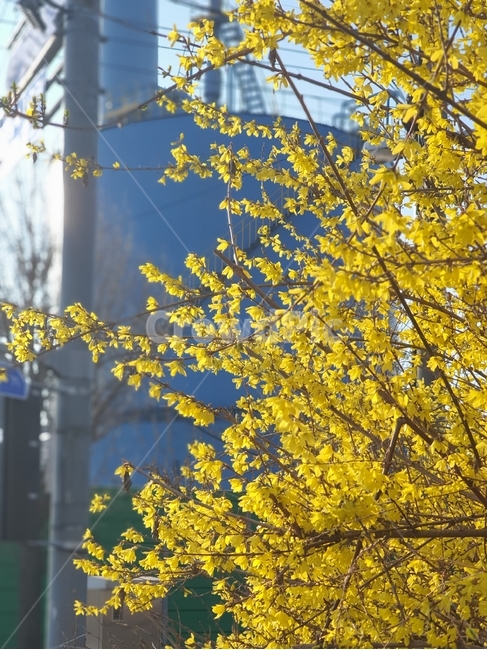 plant,식물,개나리,봄,햇살,자연,nature,flower