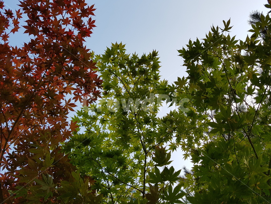 나뭇잎,단풍,여름,leaf,summer,mapletree,하늘,sky,초록,green,식물,plant,야외,outdoor,배경,바탕