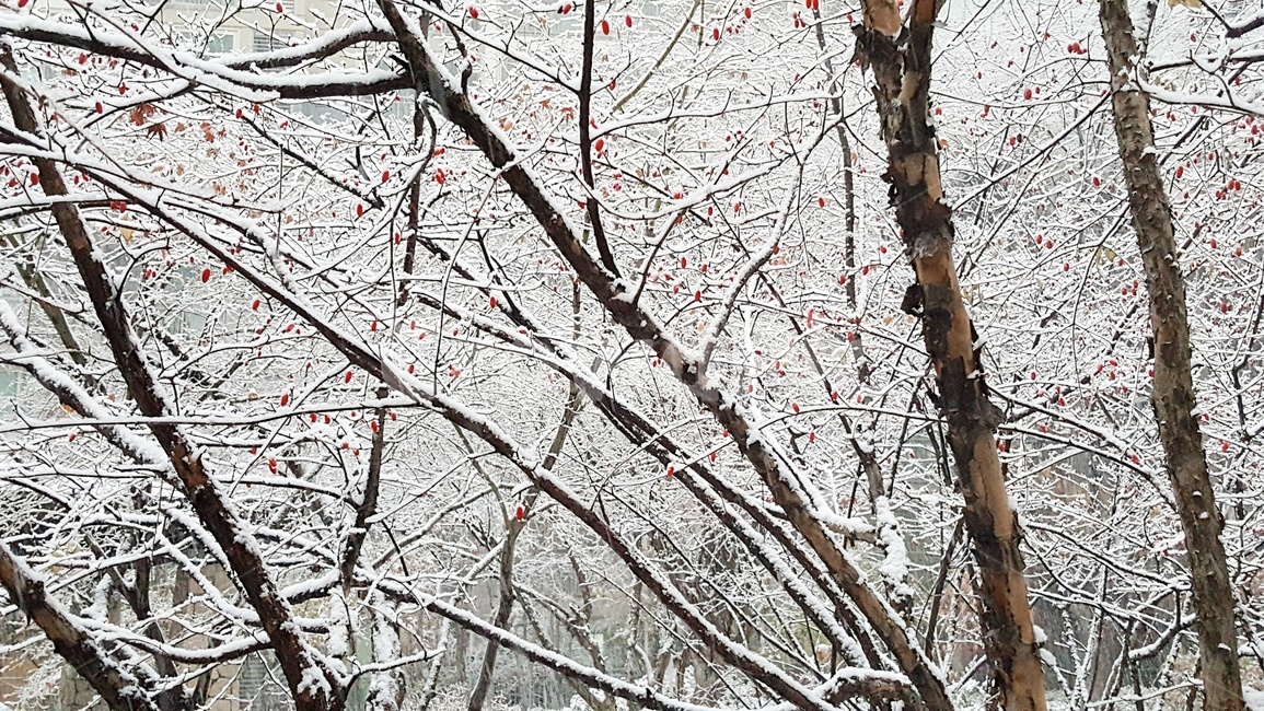 겨울,눈,나뭇가지,열매,산수유,자연,옥외,나무,tree,winter,snow,plant,겨울,계절,winter,season