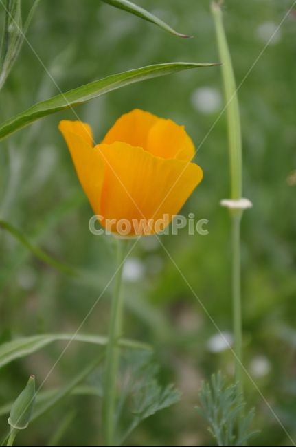 꽃,flower,식물,plant,자연,nature
