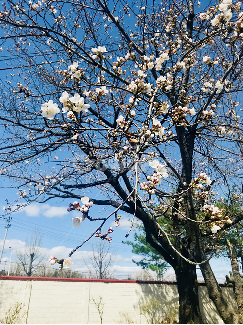 봄,벚나무,벚꽃,봄꽃,꽃,봄,계절,spring,season,식물,자연,plants,nature,꽃,flower,plant