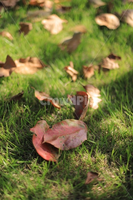 가을,갈대,미니갈대,가을풍경,감성,낙엽,leaf,잎,plant,식물,grass,잔디,ground,바닥,가을,계절,fall,autumn,season
