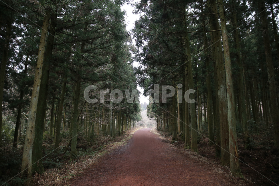 cluster,Jeju,nature,I want to buy it,tree,jeju island,trail,beautiful,Saryeoni Forest Trail,walking,sight,forest road,walk