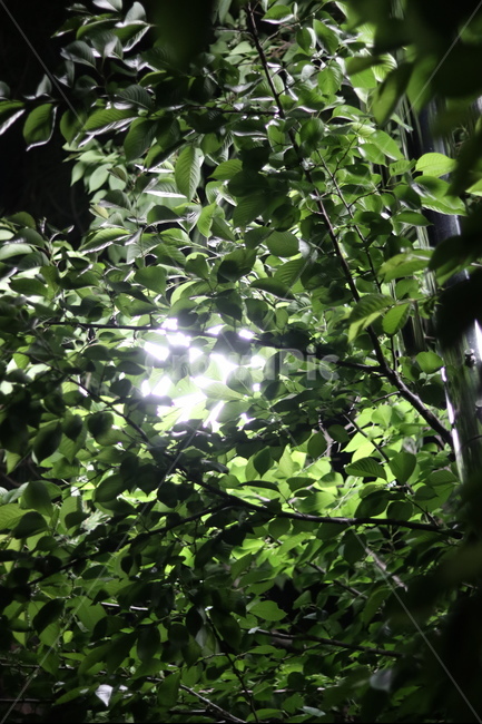 가로등,나무,빛,야경,따스함,야경,밤,풍경,nightscape,night,landscape,식물,자연,plants,nature,light,flare,플레어