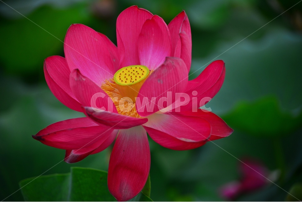 plant,식물,flower,blossom,꽃,petal,꽃잎,연꽃,연잎,수련,홍연,자연,불교