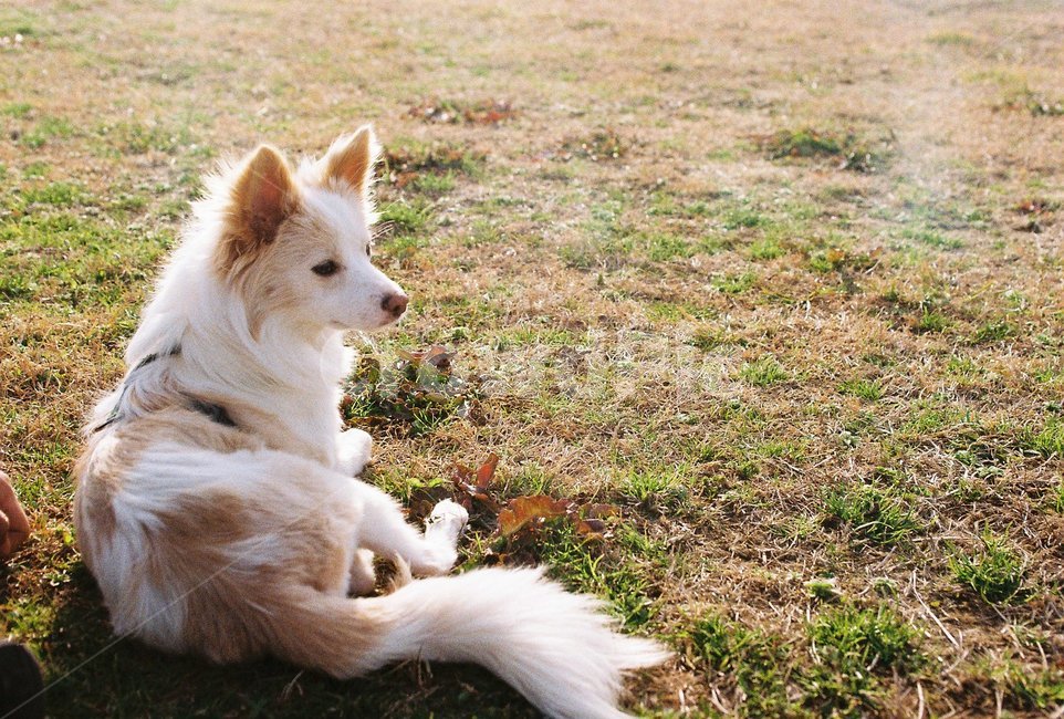 강아지,개,반려견,댕댕이,믹스견,애견,휴식,들판,잔디밭,동물,dog,puppy,동물,animal,포유류,mammal,개,강아지,dog,doggy