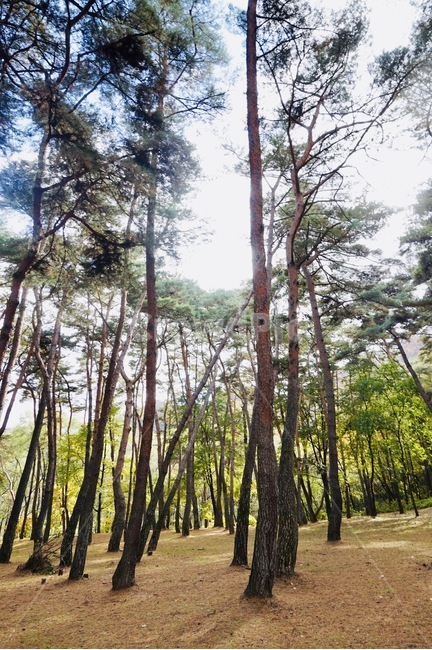 숲,자연,소나무,koreanredpine,소나무풍경,tree,나무,plant,식물