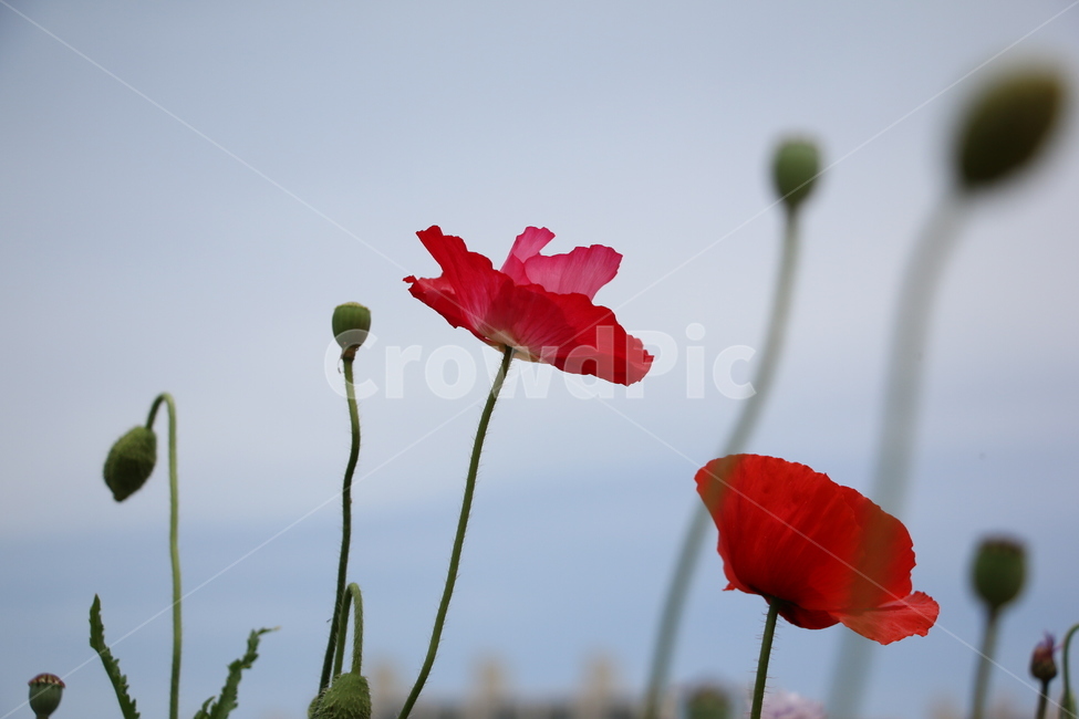 양귀비,감성,색감,붉은색,빨강,붉은꽃,red,plant,식물,flower,blossom,꽃,하늘,sky,식물,자연,plants,nature,꽃,flower