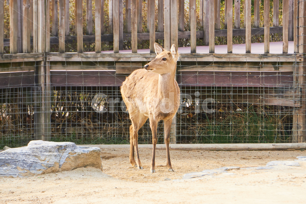 동물,포유류,동물원,animal,초식,초식동물,nature,animalpark,동물,animal,포유류,mammal