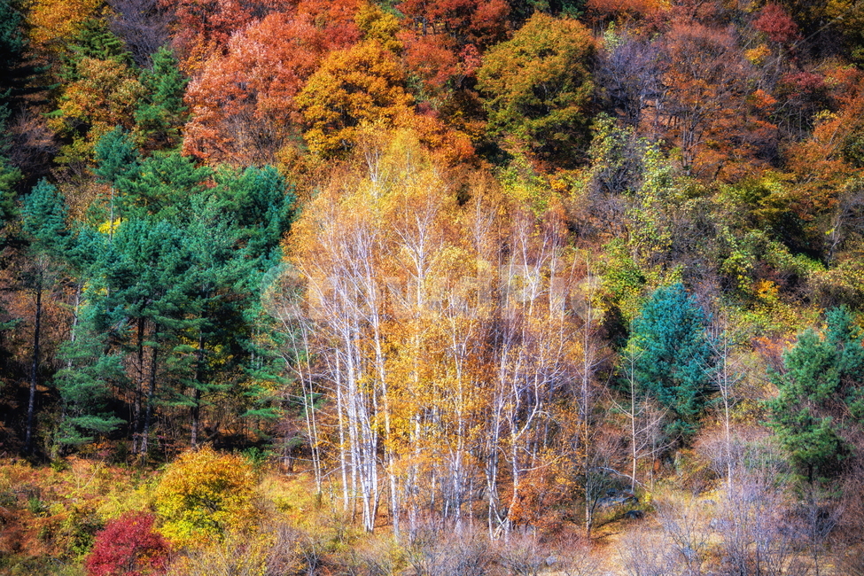 단풍,가을,autumn,fall,계절,가을,계절,fall,autumn,season,자연,풍경,nature,landscape,bush,부시,vegetation,초목,plant,식물,tree,나무