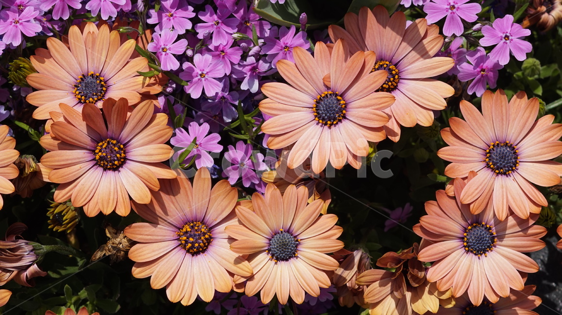 꽃,국화,봄,관상용,flower