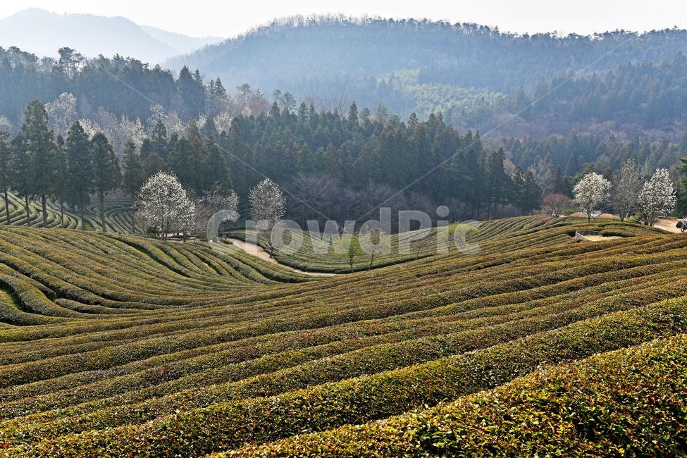 전남,보성,대한다원,대한다원봄,봄,계절,농업,농사,유기농,다원,목련,녹차밭,녹차,nature,자연,outdoors,옥외,자연,풍경,nature,landscape