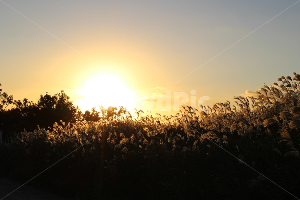 해질녘,일몰,해넘이,노을,붉은노을,석양,선셋,sunset,갈대,가을,자연,풍경,nature,landscape,light,빛,flare,플레어,sunlight,햇빛,grass,잔디,plant,식물