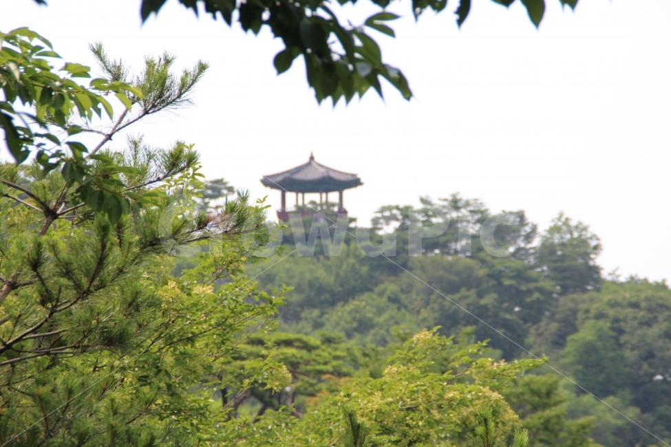 산,나무,초점,낮,정자,식물,자연,plants,nature