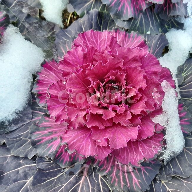 plant,식물,분홍꽃,핑크꽃,눈,겨울,눈꽃,식물,자연,plants,nature,꽃,flower