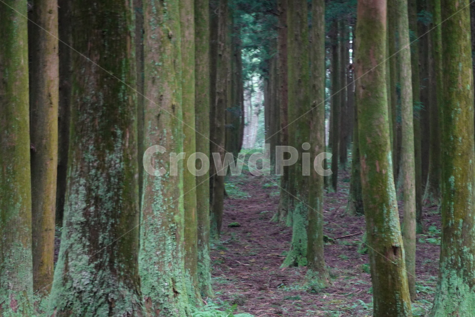 plant,tree,식물,나무,작은숲,수목원,산림,삼림지,캠핑,숲