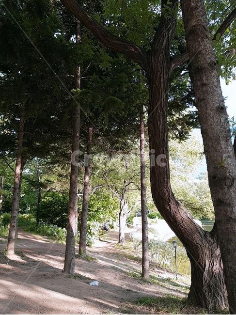 서울숲,서울숲나무,나무,나무들,햇빛,자연,햇살