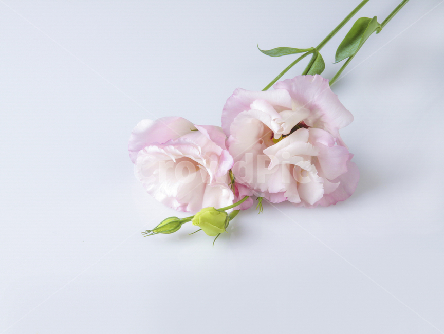 꽃,flower,꽃부케,flowerbouquet,blossom,식물,리시안셔스,lisianthus,plant,pink,pinkflower,봄꽃