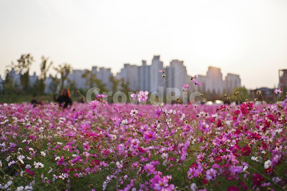 꽃,코스모스,꽃밭,cosmos,flower,자연,nature,가을,fall,autumn,yard,감성,감성사진,향기,분홍,분홍꽃,pink,sunset,노을