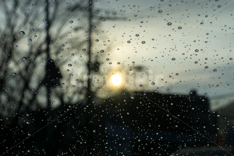 자연,풍경,봄,봄비,rain,spring,nature,비,비오는날,rain,rainy