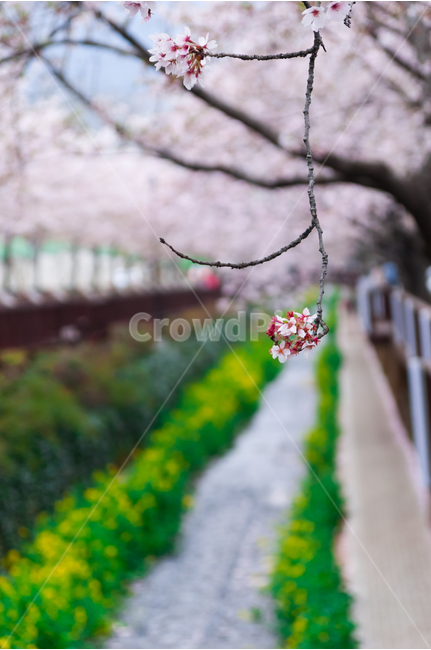 국내여행,봄,벚꽃,진해,진해군항제,진해여좌천,풍경,여행사진,봄,계절,spring,season,식물,자연,plants,nature,꽃,flower,plant,blossom