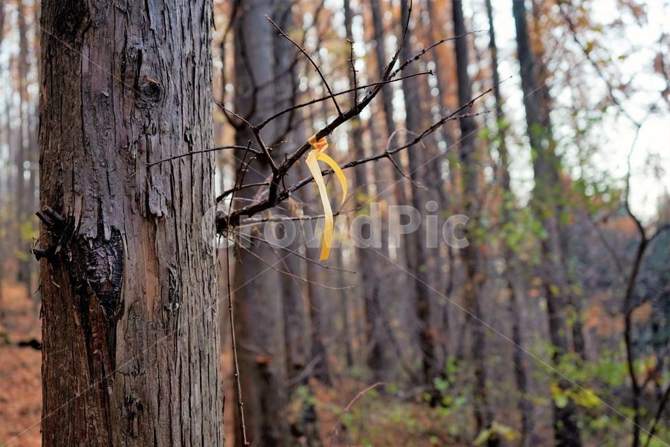 초겨울,숲,메타세콰이어,나무,자연,woods,forest,nature,가을,계절,fall,autumn,season,식물,자연,plants,nature,나무,trees,wood,tree,plant,tree trunk,나무 줄기