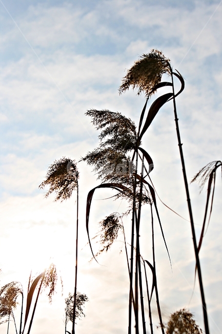 갈대,식물,역광,하늘,자연,가을,계절,fall,autumn,season,식물,자연,plants,nature,grass,잔디,plant,lawn,reed