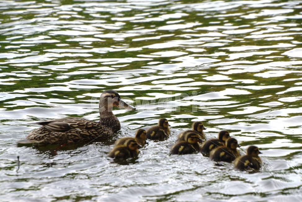 기러기,가족,새끼,ducklings,family,motherhood,goosecubs,love,together,lake,water,모정,기러기가족,오리가족,동물,animal,조류,새,birds