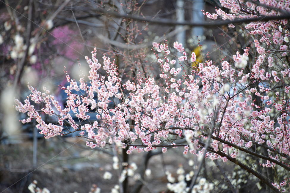 식물,plant,꽃,flower,봄