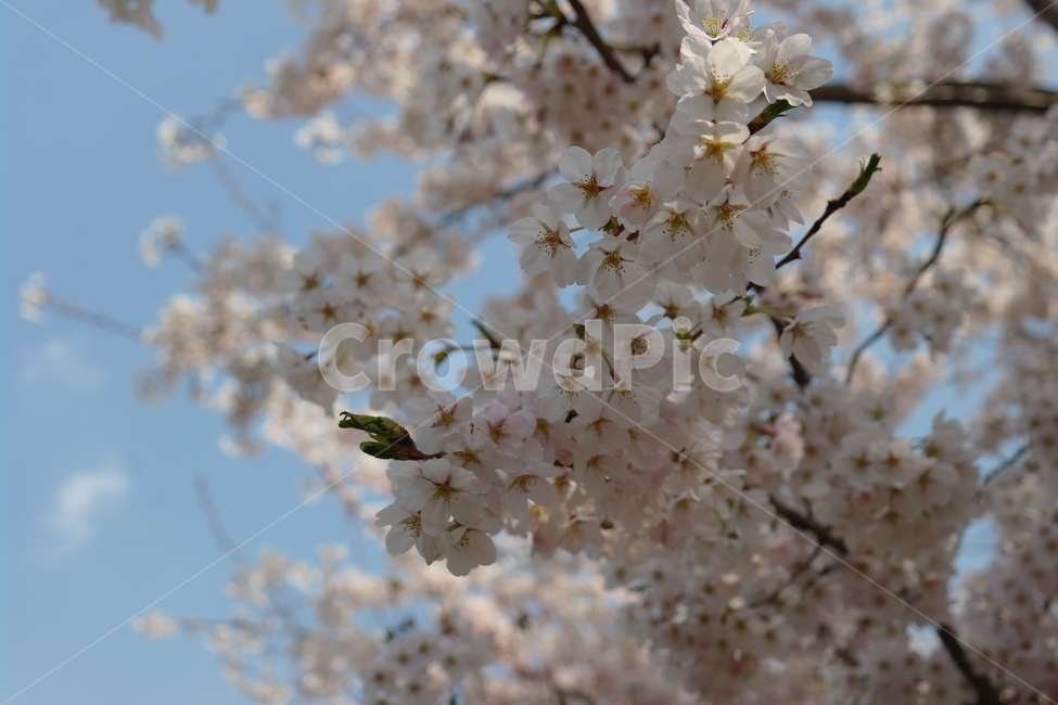 벚꽃,꽃,봄,하늘,자연,봄,계절,spring,season,식물,자연,plants,nature,꽃,flower,plant,blossom